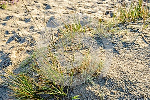 Dewy grass in a sandy nature from close