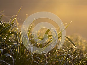 Dewy grass with spider web