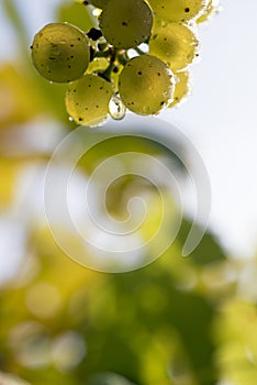 Dewy green grapes