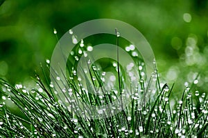 Dewy green grass