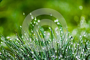 Dewy green grass, blurred background