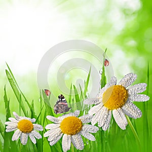 Dewy green grass with daisies