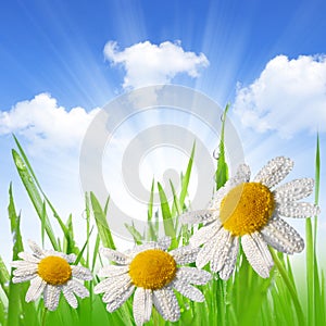 Dewy green grass with daisies