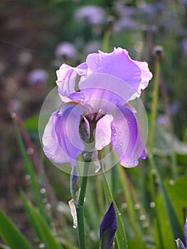 Dewy iris