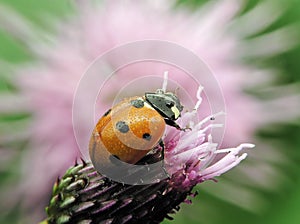 Dewy ladybug