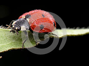 Dewy ladybug on leaf