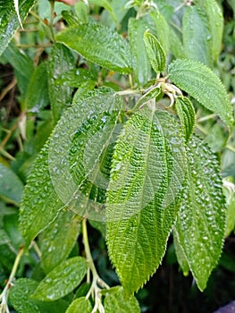 The Dewy Leaf of Debregeasia longifolia