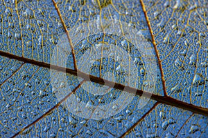 Dewy leaf skeleton, leaf background with veins and cells