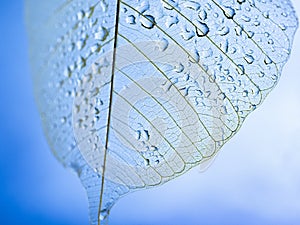 Dewy leaf skeleton texture, leaf background with veins and cells