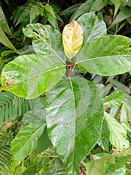 Dewy leaves of Ficus fistulosa photo