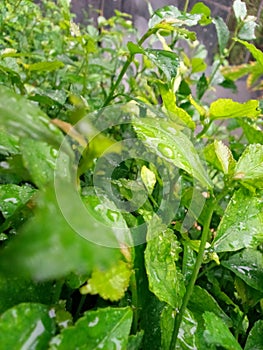 dewy leaves in the morning