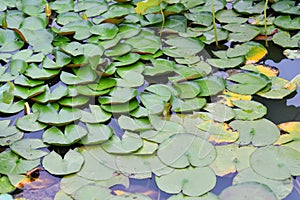 dewy lotus leaves in a pond