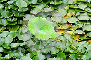 dewy lotus leaves in a pond