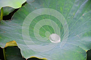 dewy lotus leaves in a pond