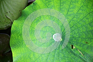 dewy lotus leaves in a pond