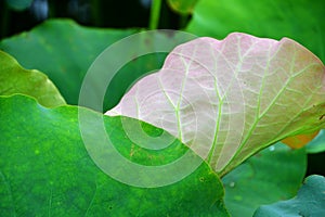 dewy lotus leaves in a pond