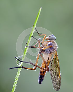 Dewy marsh snipefly on leaf in field