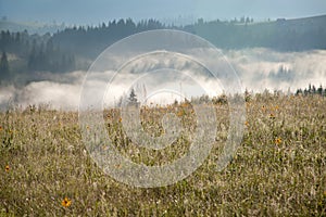 Dewy meadow against a foggy background.