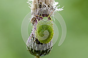 Dewy nymph of Green Shieldbug in field