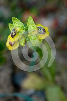 Dewy orchids