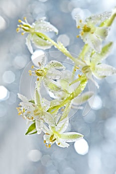 Dewy Ornithogalum flower