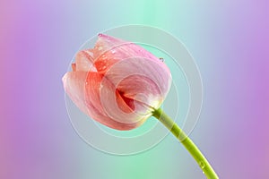 Dewy Peach Tulip Against Pastel Backdrop