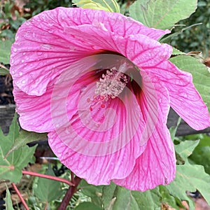 Dewy Pink Hibiscus Flower