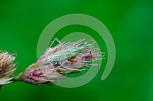 The dewy plant bug sitting on timothy