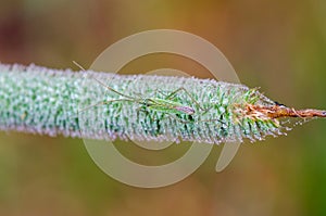 The dewy plant bug sitting on timothy