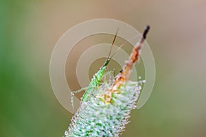 The dewy plant bug sitting on timothy