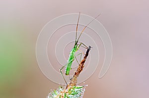 The dewy plant bug sitting on timothy