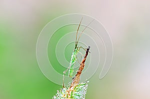 The dewy plant bug sitting on timothy