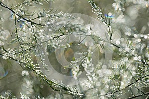 A dewy plants with nice soft artistic bokeh