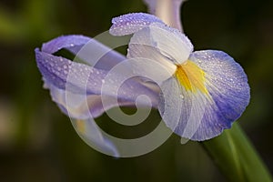 Dewy purple Iris flower