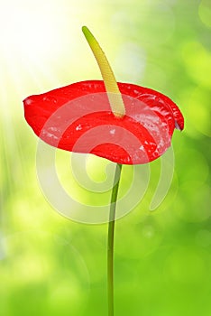 Dewy red anthurium flower