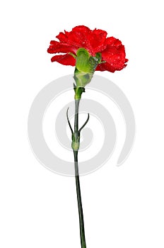Dewy red carnation flower