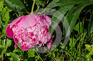 Dewy red peony flower bloom cover with water drops