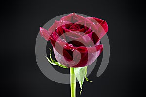 Dewy Red Rose Black Backdrop