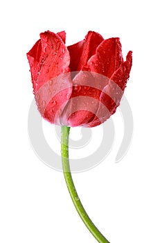 Dewy red tulip