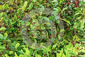 Dewy ripe cherries on the cherry tree in the garden