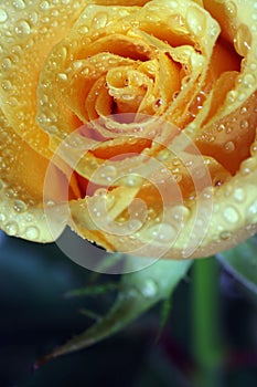 Dewy rose