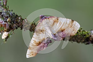 Dewy Scorched Wing sitting on twig