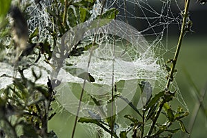 Dewy spider web