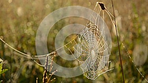 Dewy spider web on autumn grass