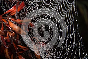 Dewy spider web