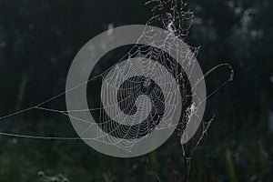 Dewy spider web on dry tall grass against a dark background