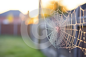 dewy spider web on a fence with backlight from the sunset