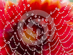 Dewy spider web - net and flowers - macro