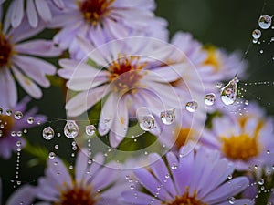 Dewy spider web - net and flowers - macro
