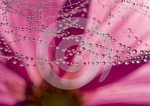 Dewy spider web - net and flowers